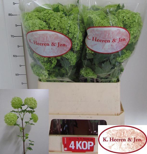 <h4>VIBURNUM ROSEUM ST</h4>