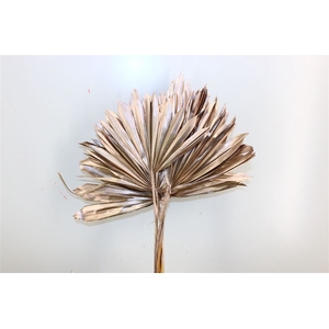 Dried Palm Sun 6pc Champagne Bunch