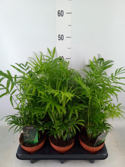 <h4>Chamaedorea elegans</h4>