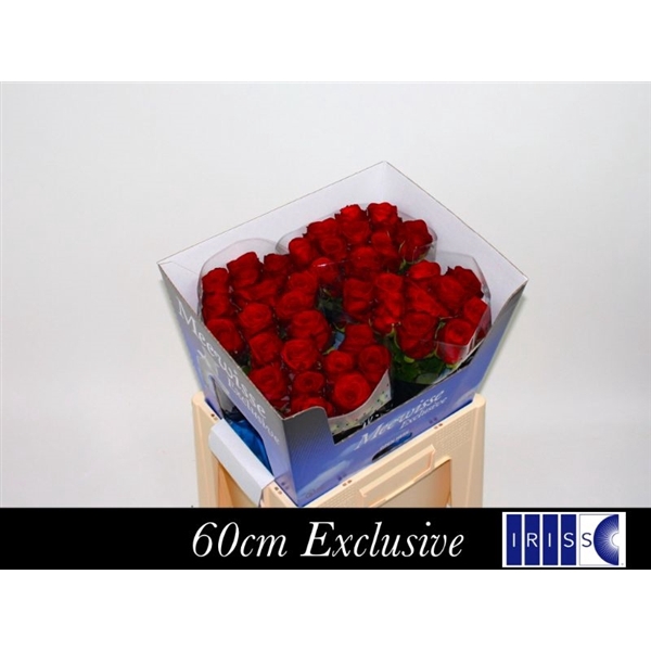 <h4>R Gr Red Naomi! Exclusive 60cm</h4>