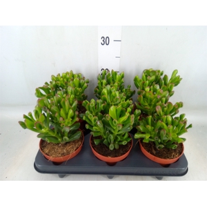 Crassula ovata 'Trompet'
