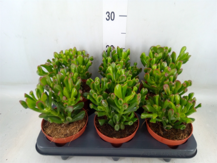 <h4>Crassula ovata 'Trompet'</h4>
