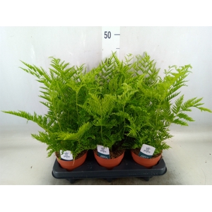 Pteris straminea