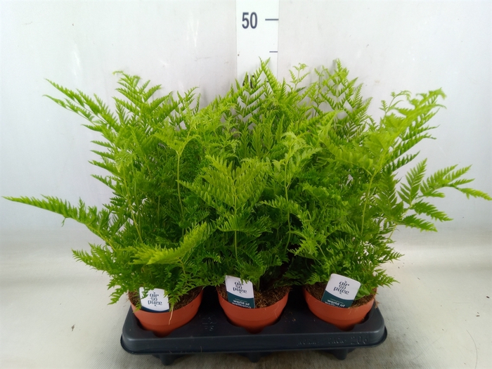 <h4>Pteris straminea</h4>