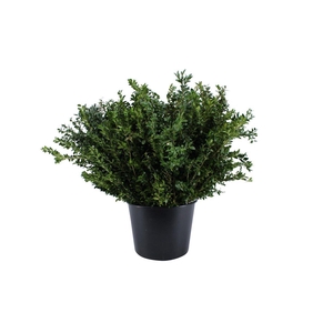 Buxus Groen Per Bos