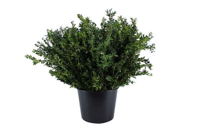<h4>Buxus Groen Per Bos</h4>