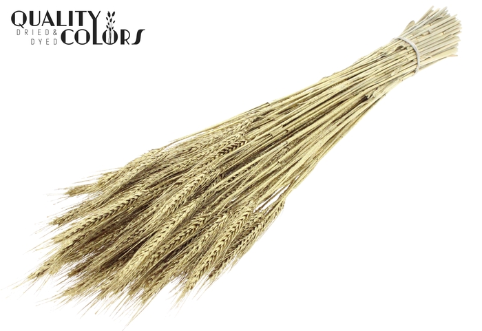 <h4>Triticale per bunch Gold + Glitter</h4>