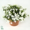 Campanula white get me 10,5Ø 20cm