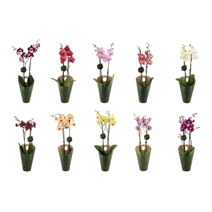 Signature Golden Nature Cover Phal OpKleur 10 Soorten/laag 2T16+