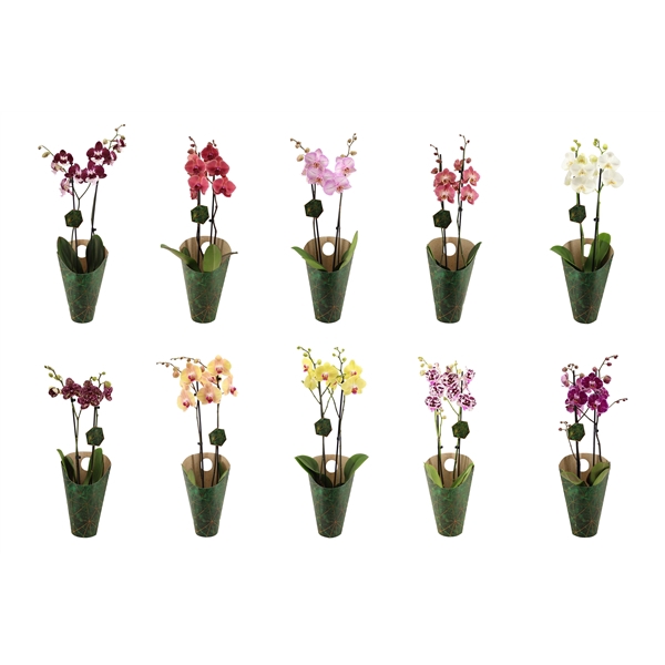 <h4>Signature Golden Nature Cover Phal OpKleur 10 Soorten/laag 2T16+</h4>