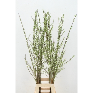 PRUNUS GLANDULOSA VERTAKT 120CM