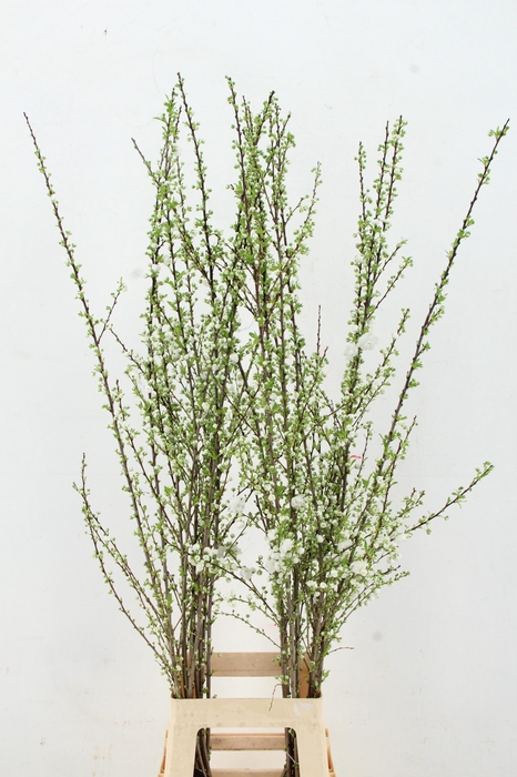 <h4>PRUNUS GLANDULOSA VERTAKT 120CM</h4>
