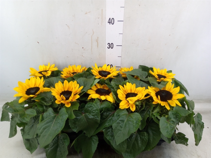 <h4>Helianthus an. 'Petisol'</h4>