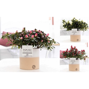 1st class Azalea mix in P&PURE Rosy ceramics