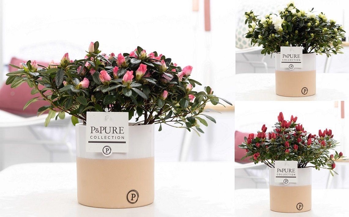 <h4>1st class Azalea mix in P&PURE Rosy ceramics</h4>