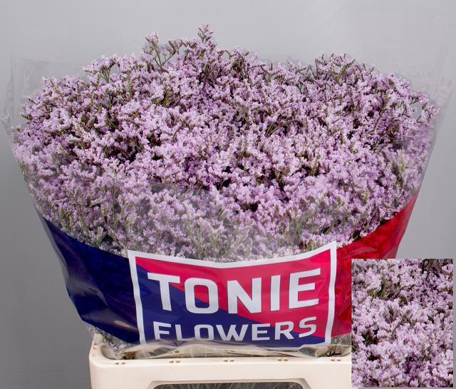 <h4>LIM TALL P EMILLE</h4>