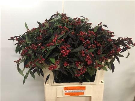 <h4>Euph Fu K Samtrot</h4>