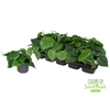 Philodendron Scandens