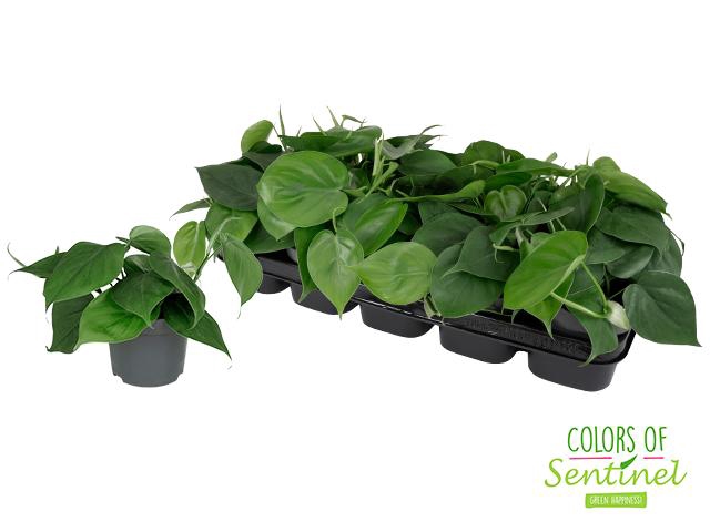 <h4>Philodendron Scandens</h4>