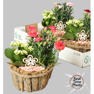 ARR TUINPLANTEN