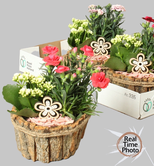<h4>ARR TUINPLANTEN</h4>