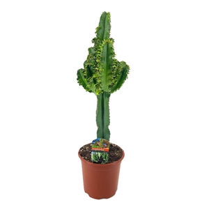 Euphorbia eritrea