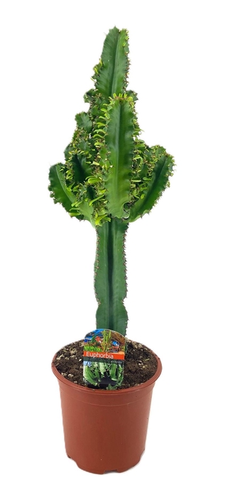 <h4>Euphorbia eritrea</h4>