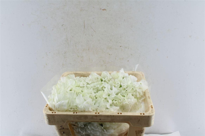 <h4>Lathyr Od White</h4>