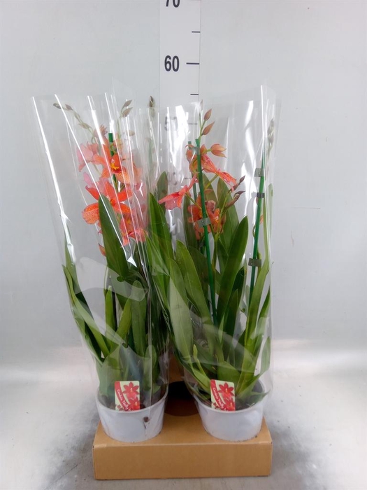 <h4>Burrageara 'Nelly Isler'</h4>