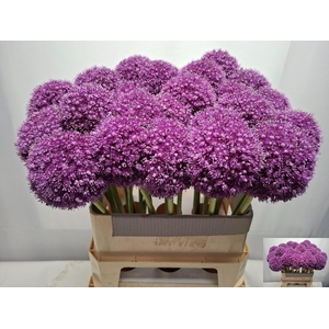ALLIUM GIGANTEUM