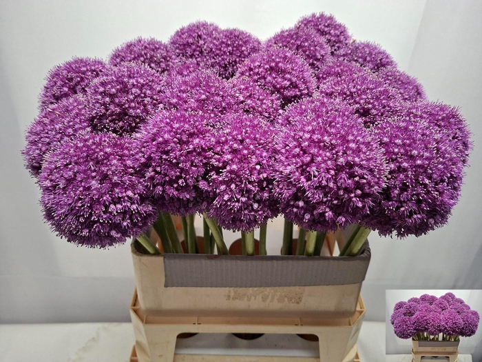 <h4>ALLIUM GIGANTEUM</h4>