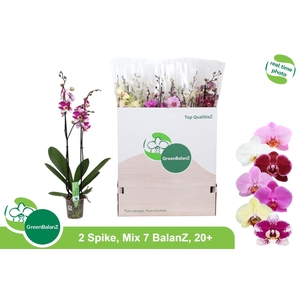 PHAL GEM 7 KL