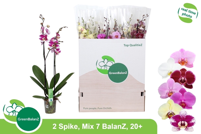 <h4>PHAL GEM 7 KL</h4>