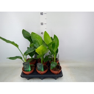 Strelitzia reg.   ...no flowers