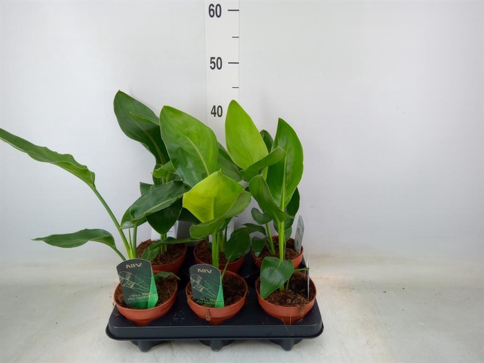 <h4>Strelitzia reg. ...no flowers</h4>