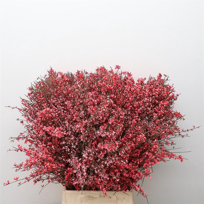 Ginster Red P Bunch 400gram