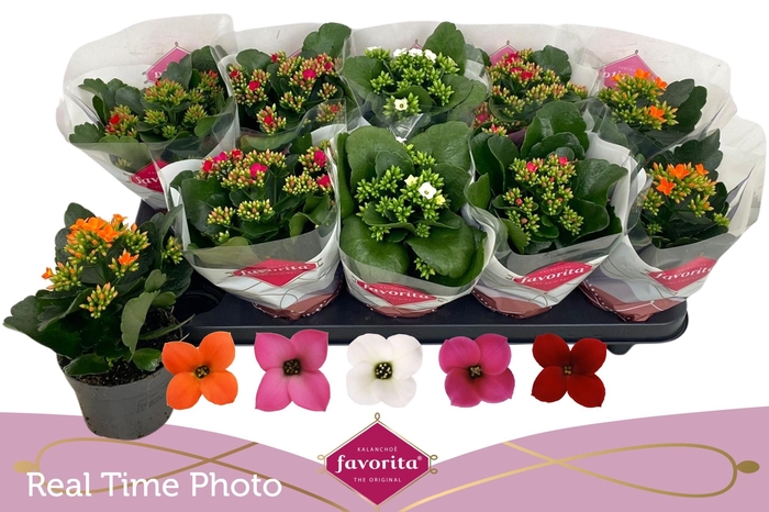 <h4>KAL EN GEM 5 KL</h4>