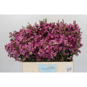 Chamelaucium Adi