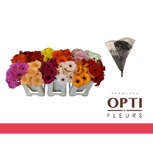 Gerbera Mix op Rij Water