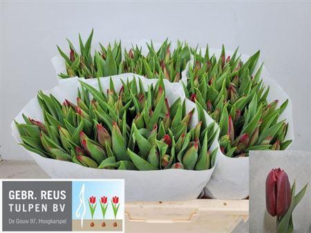 <h4>Tu En Strong Love</h4>