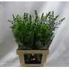 BAPTISIA AUSTRALIS PURPLE