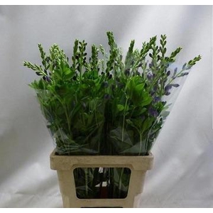 BAPTISIA AUSTRALIS PURPLE
