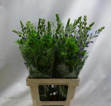 <h4>BAPTISIA AUSTRALIS PURPLE</h4>