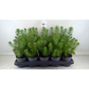 Pinus pinea 'Silver Crest'