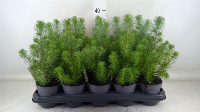 <h4>Pinus pinea 'Silver Crest'</h4>
