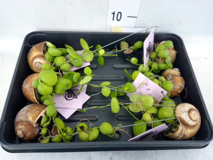 <h4>Arr. Dischidia</h4>