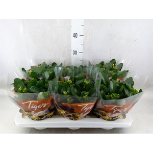 Kalanchoe blos. 'Tiger Single' .mix