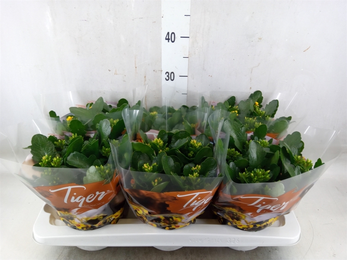 <h4>Kalanchoe blos. 'Tiger Single' .mix</h4>