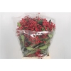 Photinia Berry Red Per Bunch