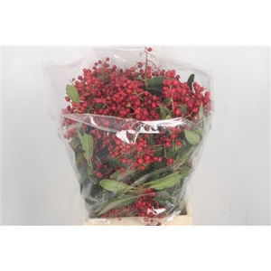Photinia Berry Red Per Bunch